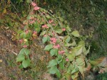 Foto 05